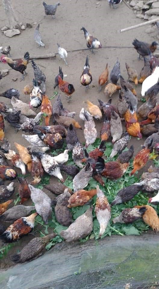 Mô hình chăn nuôi Gà Đen của HTX dịch vụ NÔng nghiệp và dafabet lịch Mường Lống, xã Mường Lống, huyện Kỳ Sơn