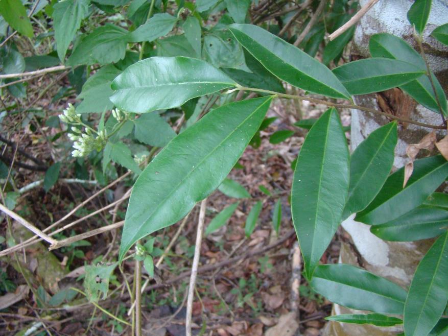 Trầm hương (Aquilaria crassna) IUCN-CR, Nga My, Pù Huống