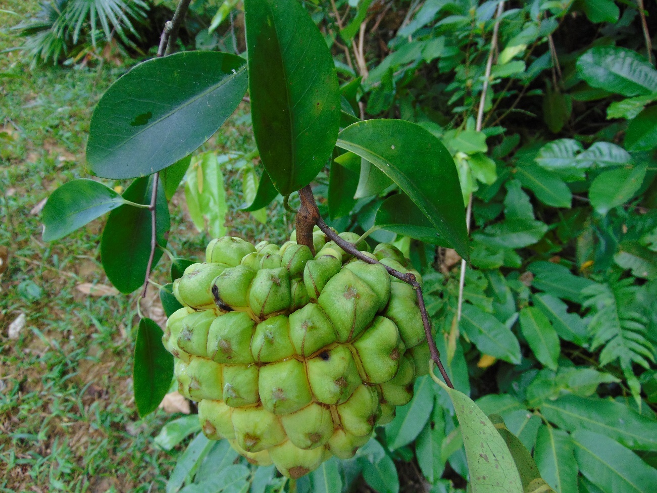 Na rừng (Kadsura coccinea), NĐ 84–IIA, Châu Hoàn, Pù Huống